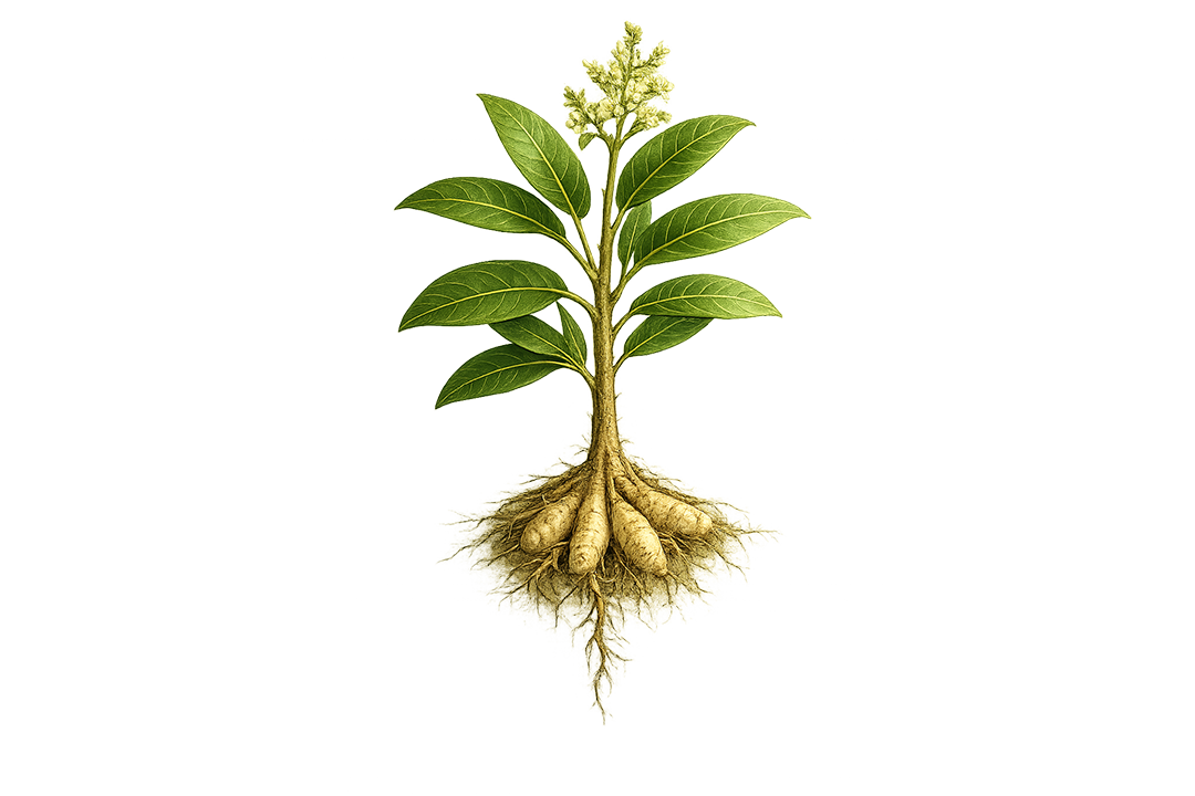 Illustration of a plant with roots on a white background