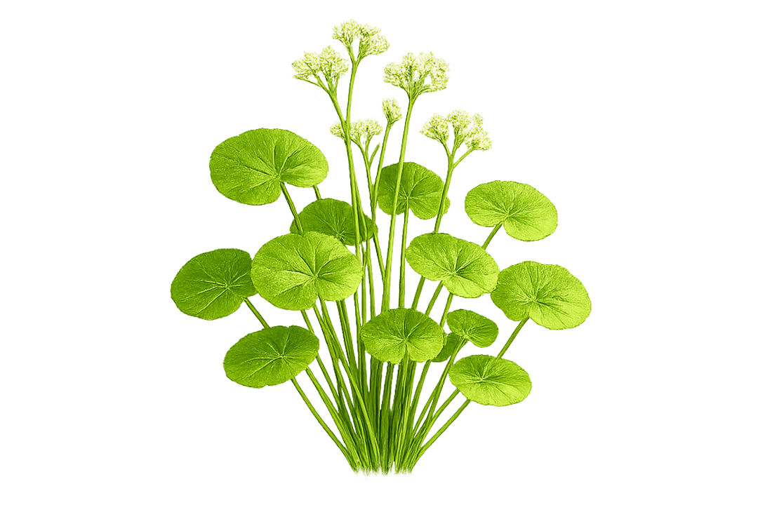 Bouquet of green leaves on a white background