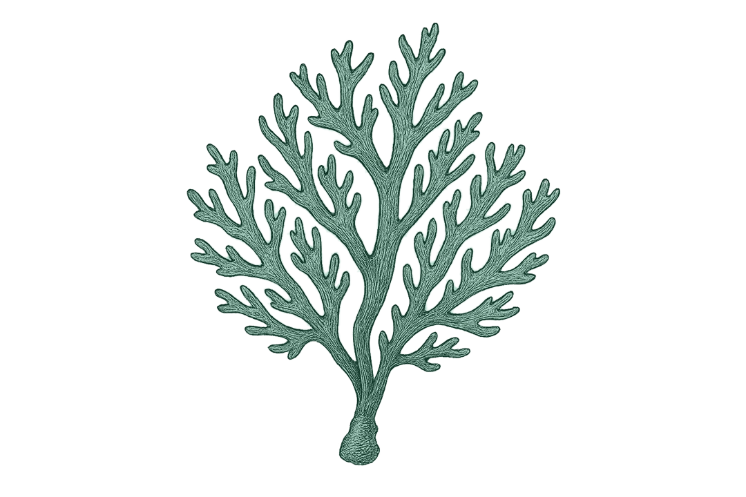 Green coral illustration on a white background