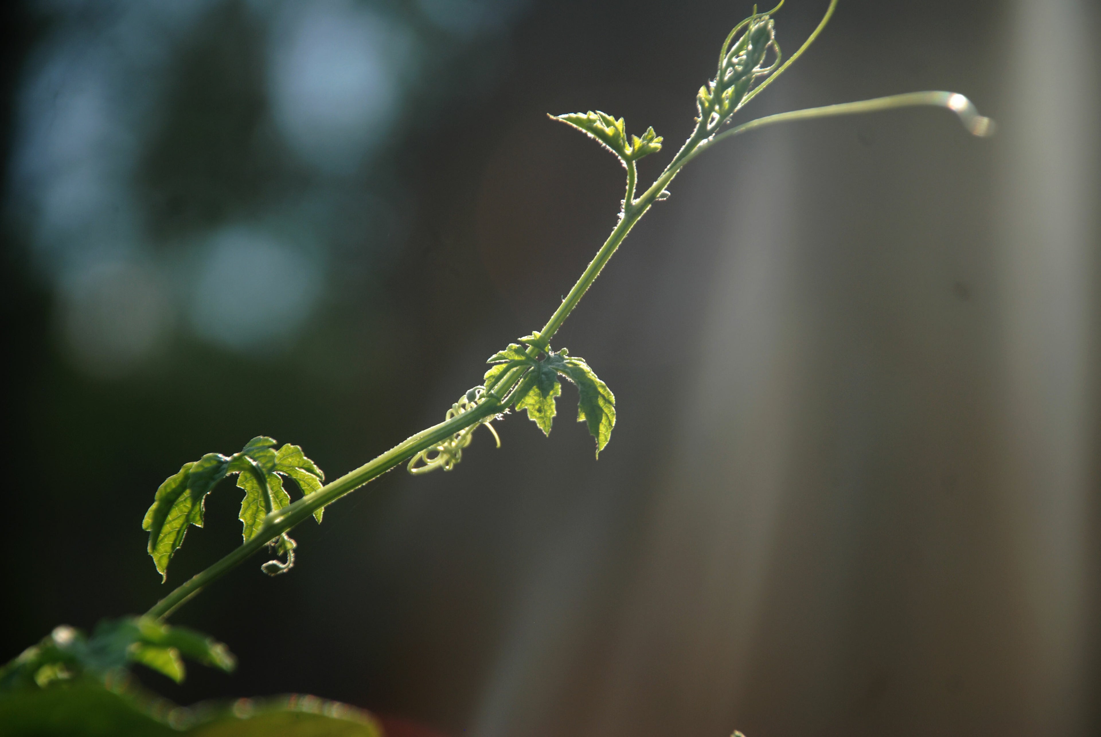 Plant branch with natural leaves against a neutral background