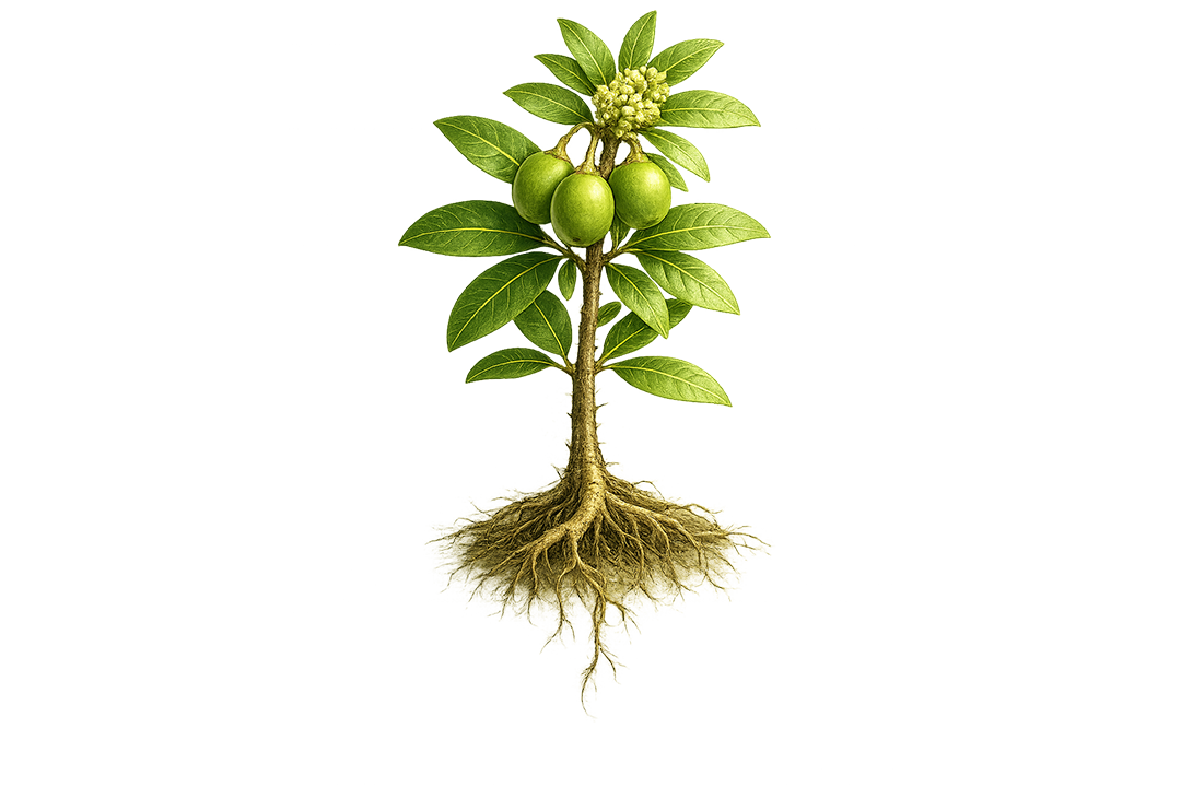 Illustration of a green plant with roots on a white background