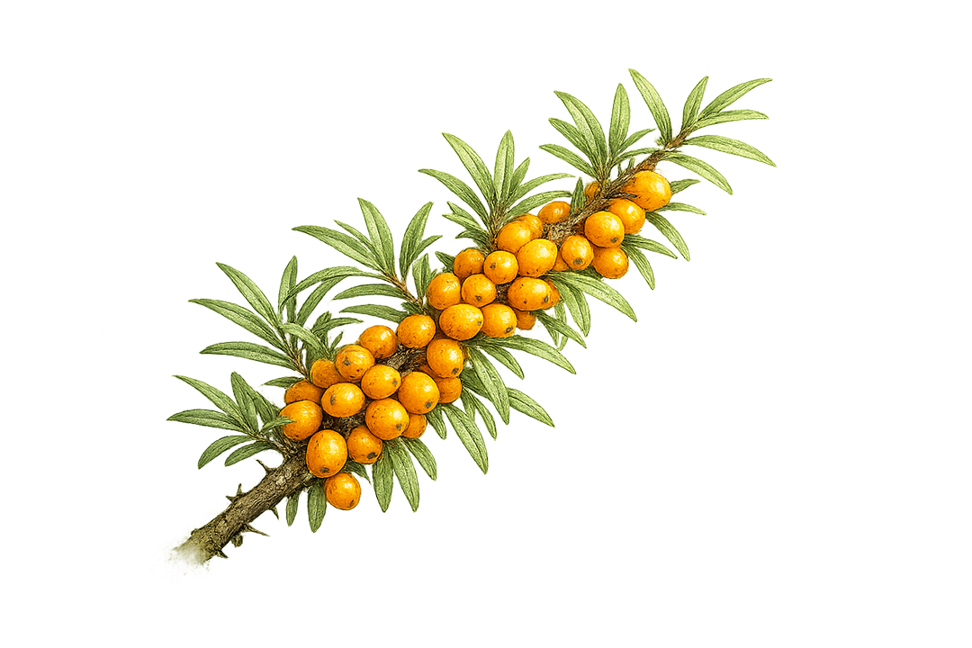 Illustration of a sea buckthorn branch with orange berries on a white background